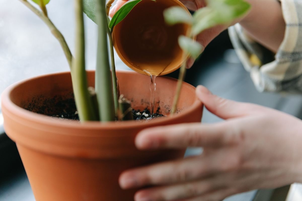 Using Banana Peels as a Natural Garden Fertilizer
