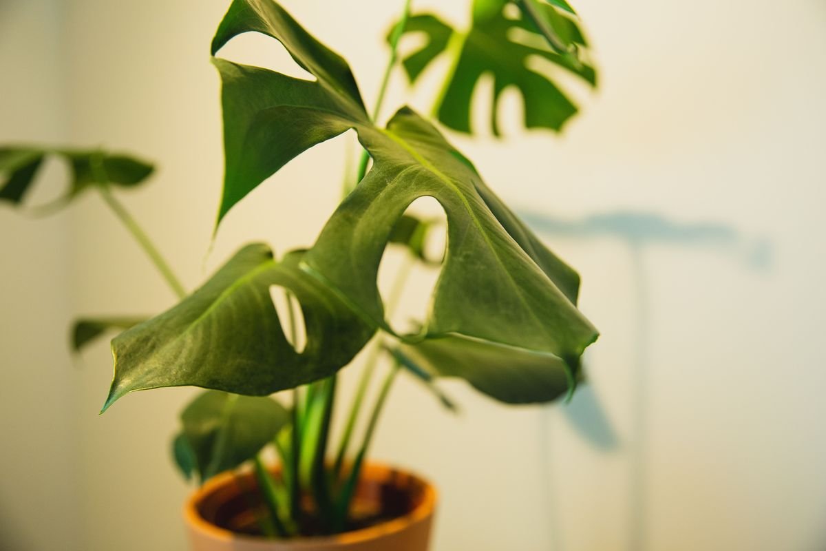 Why Is My Monstera Dripping Water and How to Fix It