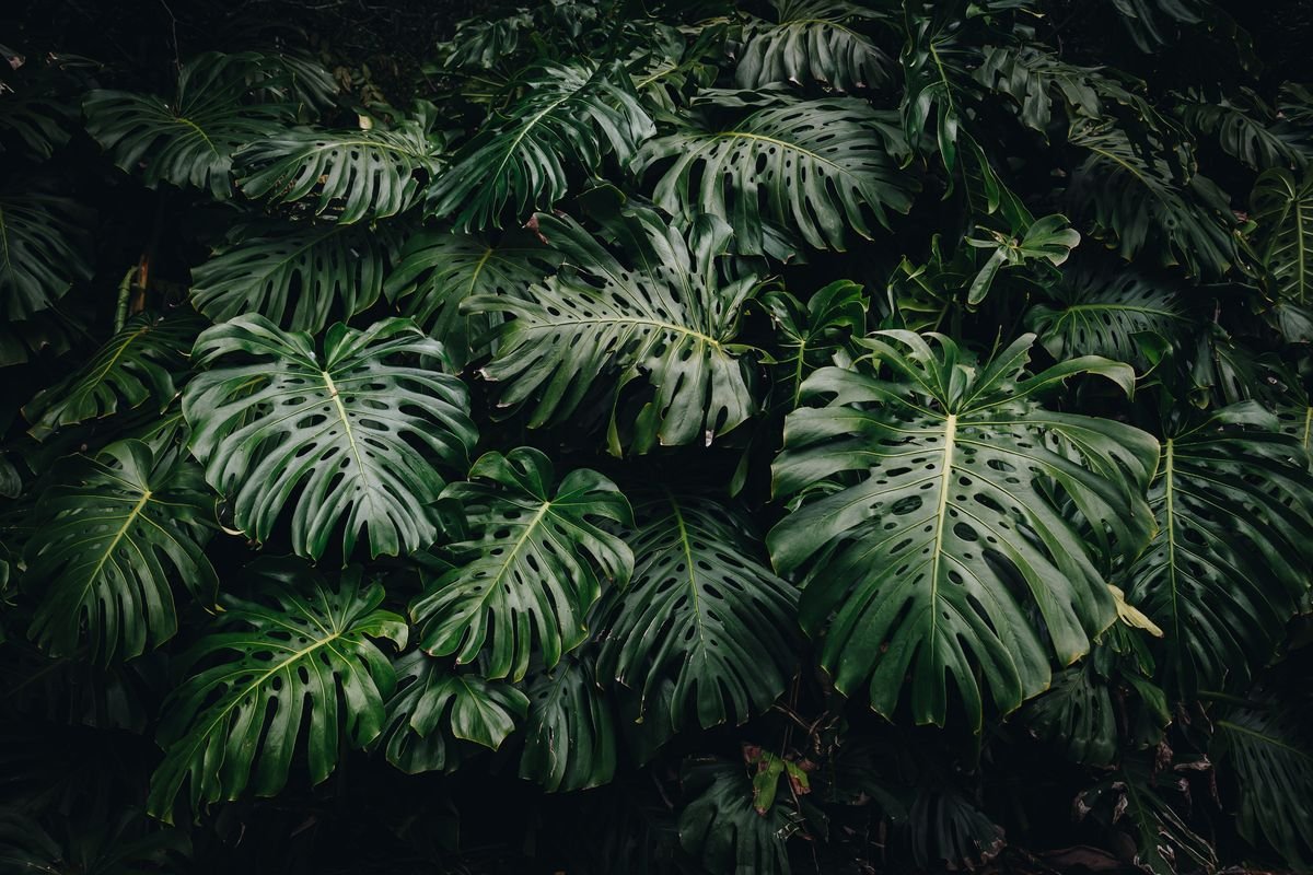 Why Monstera Leaves Are Not Splitting and How to Fix It