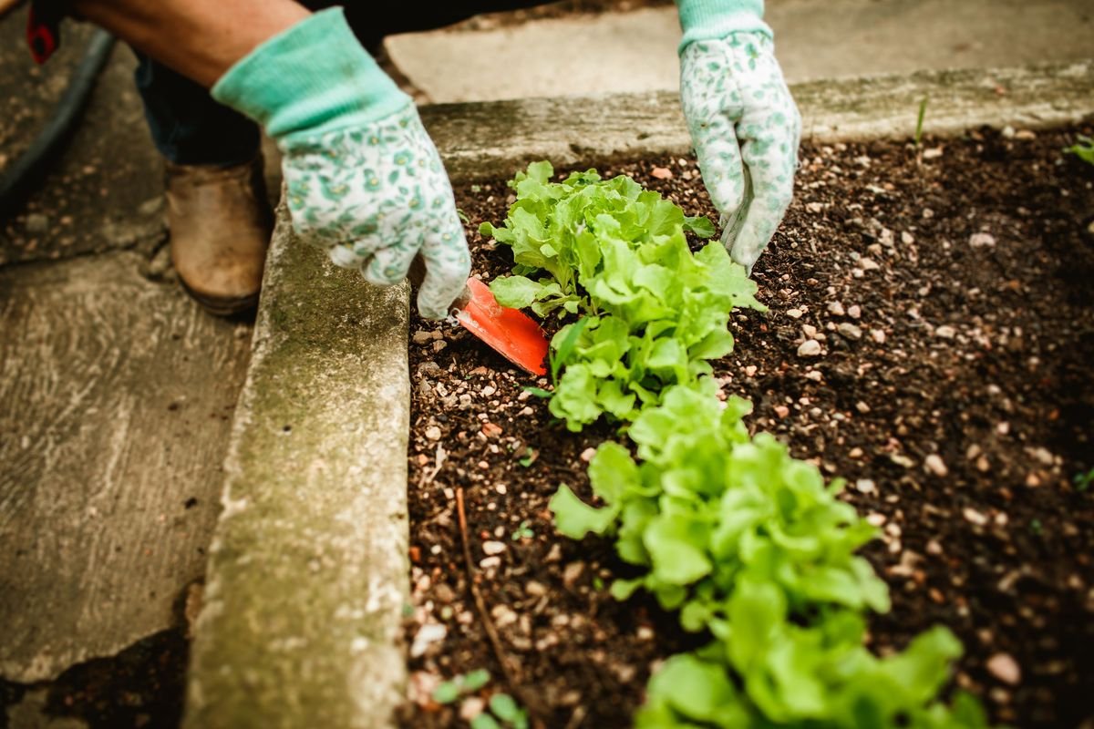 How to Get Rid of Aphids on Lettuce