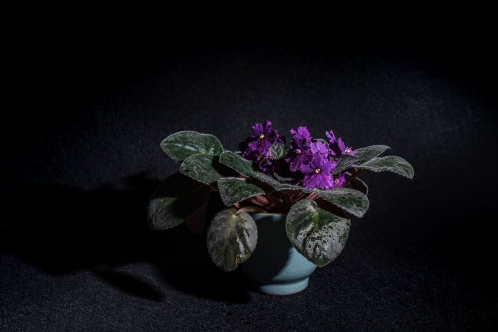 How to Deadhead African Violets to Keep Them Blooming How to Deadhead African Violets to Keep Them Blooming