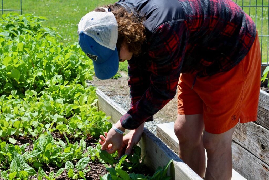 How to Grow a Thriving Vegetable Garden in Fifteen Minutes a Day How to Grow a Thriving Vegetable Garden in Fifteen Minutes a Day