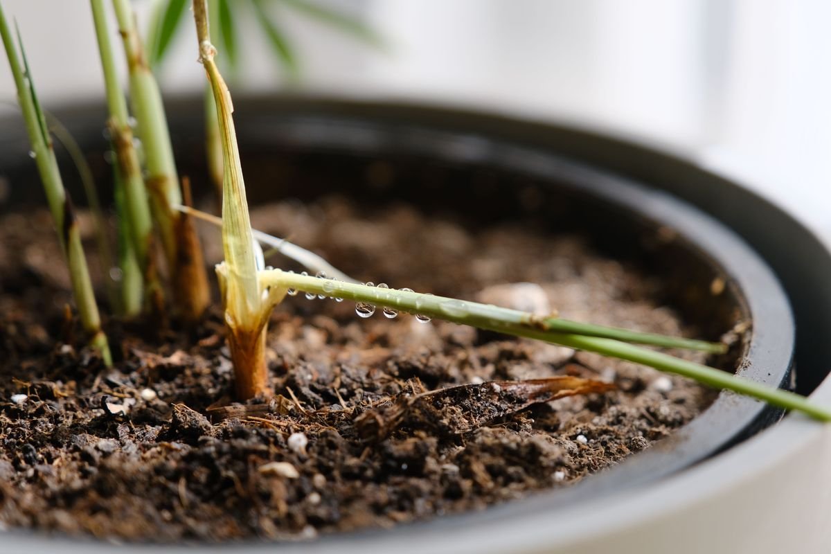 Why Your Dieffenbachia Is Drooping and How to Fix It