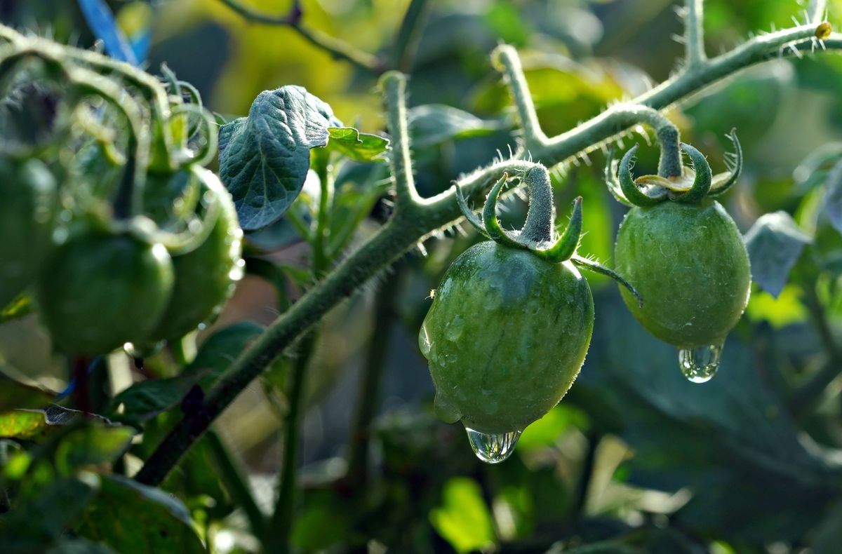 Why Tomatoes Split and How to Stop It