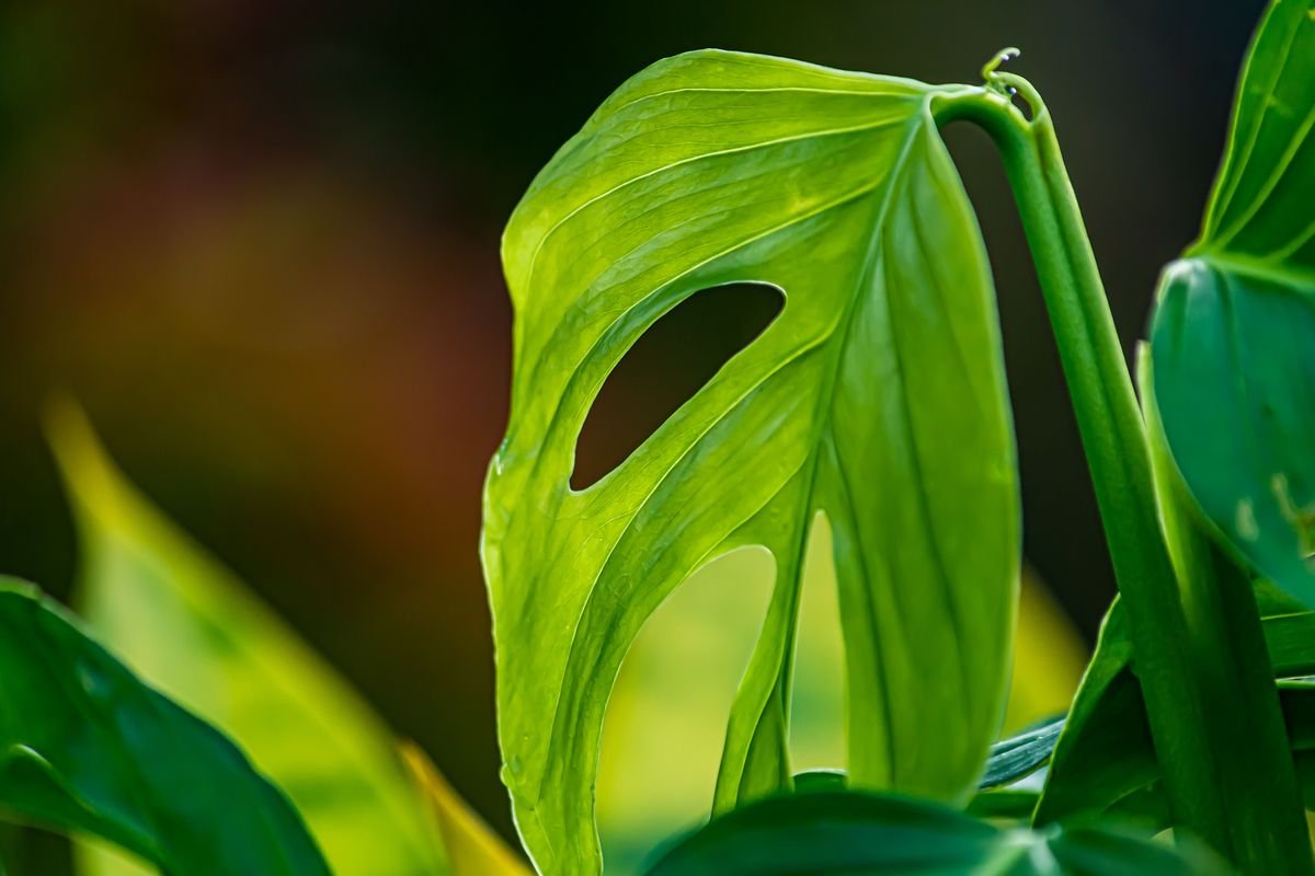 Philodendron vs Monstera Differences and Care Guide