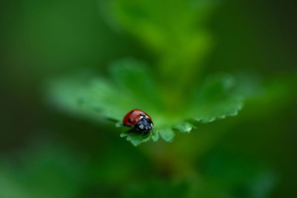 How to Attract and Protect Beneficial Insects in Your Garden How to Attract and Protect Beneficial Insects in Your Garden