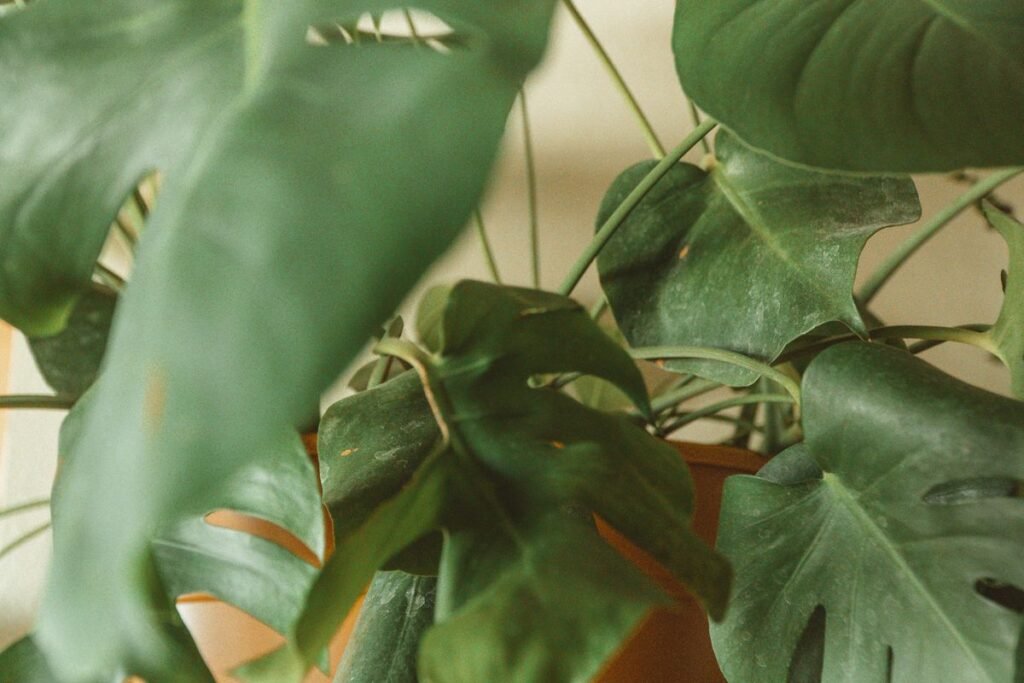 How to Fix and Prevent Black Spots on Monstera Leaves How to Fix and Prevent Black Spots on Monstera Leaves