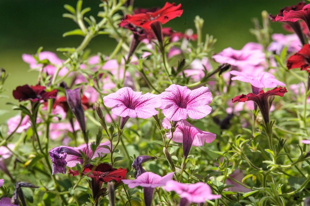 How Long Do Petunias Last and How to Extend Their Blooms
