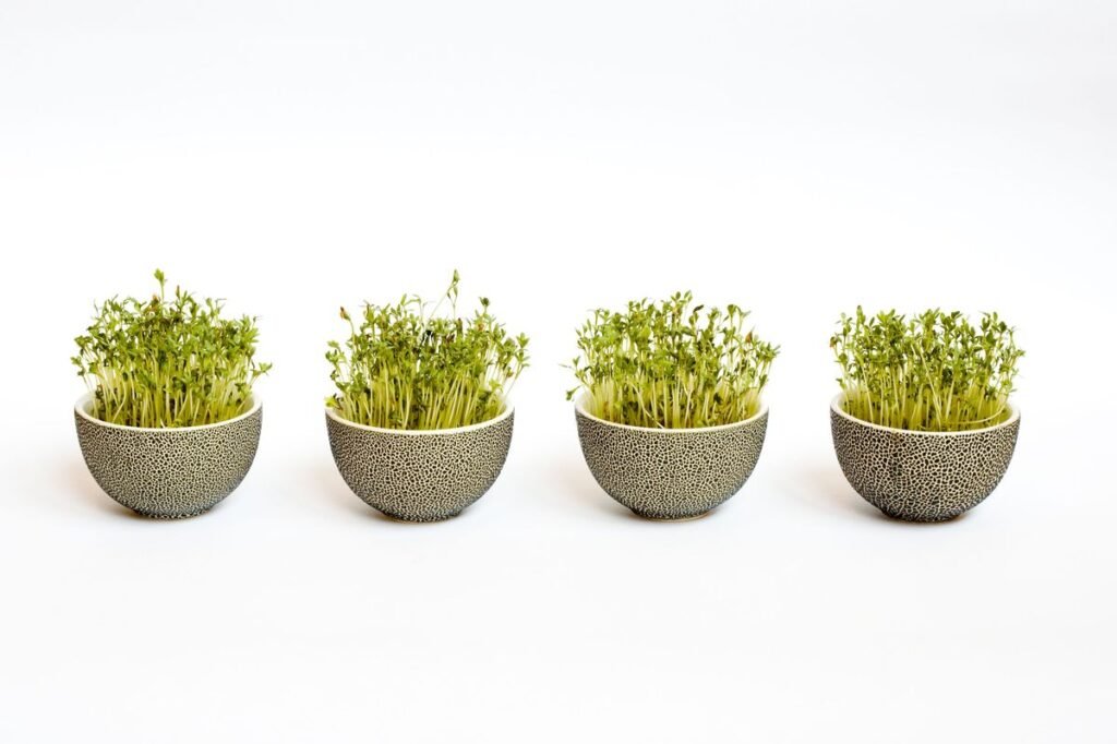 Creative Ways to Incorporate Microgreens into Your Daily Cooking Creative Ways to Incorporate Microgreens into Your Daily Cooking