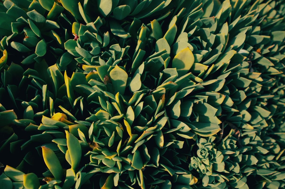 Why Kalanchoe Leaves Turn Red and How to Fix Them