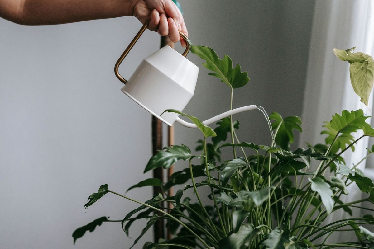 Why Spider Plant Babies Are Dying and How to Save Them