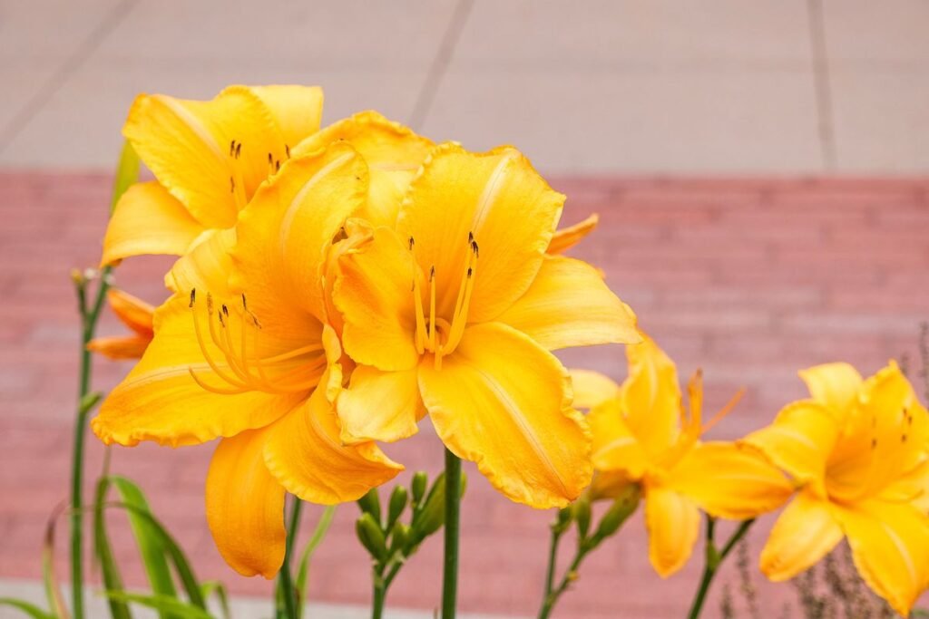 How Long Do Daylilies Bloom and How to Extend the Season How Long Do Daylilies Bloom and How to Extend the Season