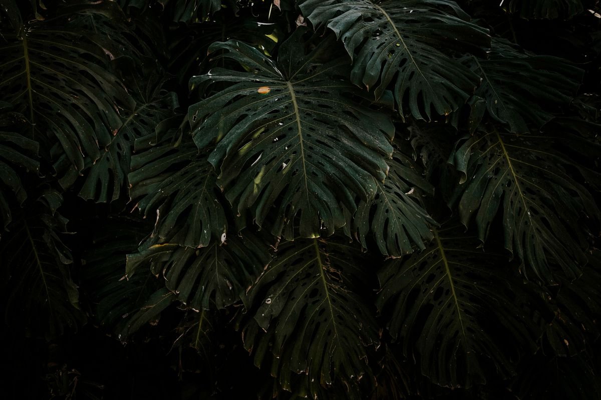 How Long Do Monstera Plants Live and How to Maximize Their Lifespan
