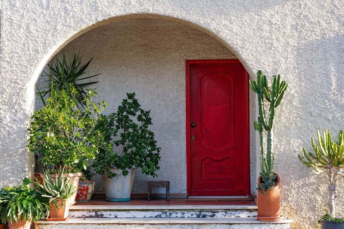 Can You Put a Christmas Cactus Outside in Summer