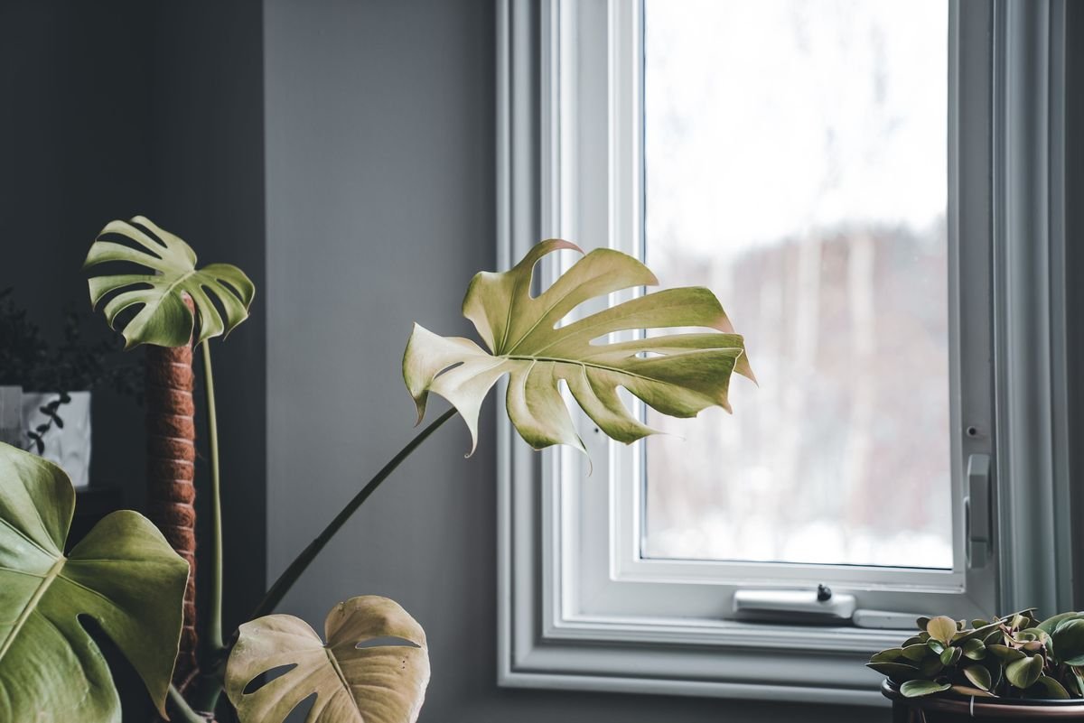 Why Monstera Leaves Curl and How to Fix Them