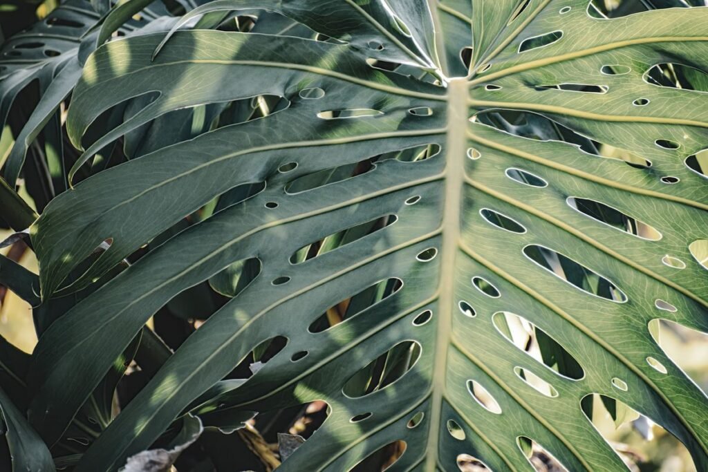 Complete Guide to Cleaning Monstera Leaves Safely and Effectively Complete Guide to Cleaning Monstera Leaves Safely and Effectively