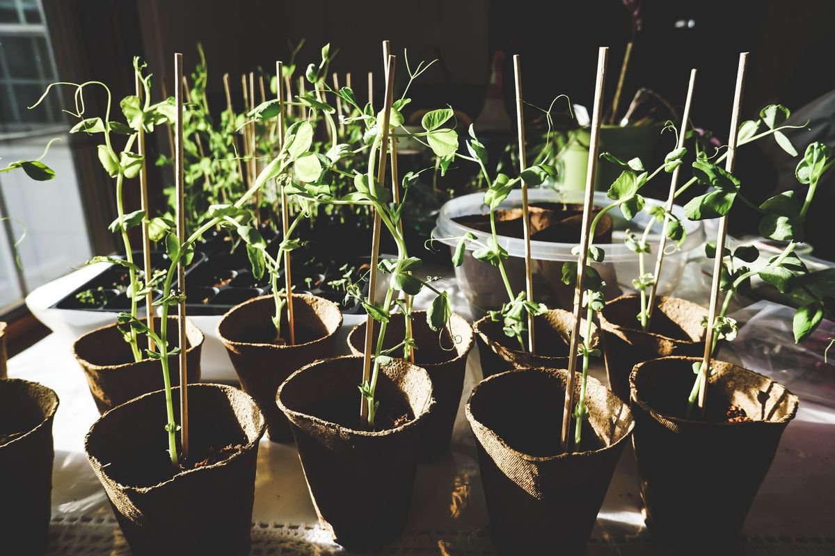 Simple Gardening Hacks That Will Save You Hundreds of Dollars