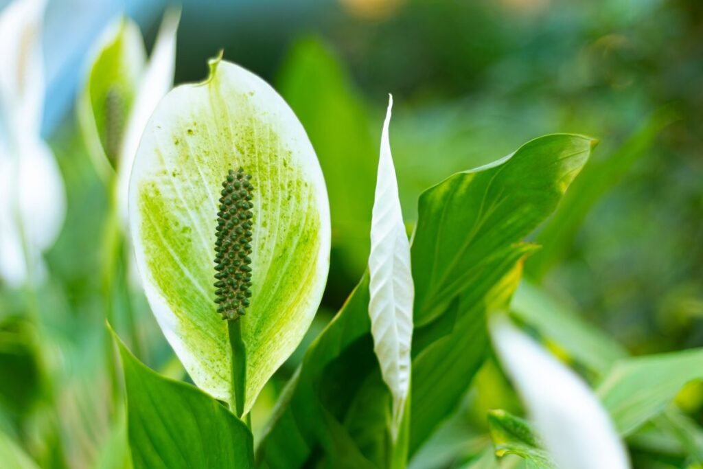 Do Peace Lilies Need Sunlight to Thrive and Bloom Do Peace Lilies Need Sunlight to Thrive and Bloom