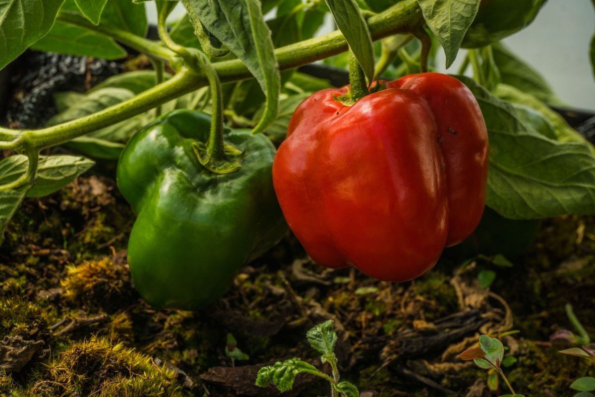 How to Plan and Grow Your Own Backyard Pizza Garden