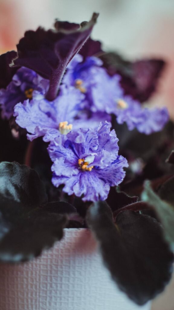 African Violets Stop Blooming