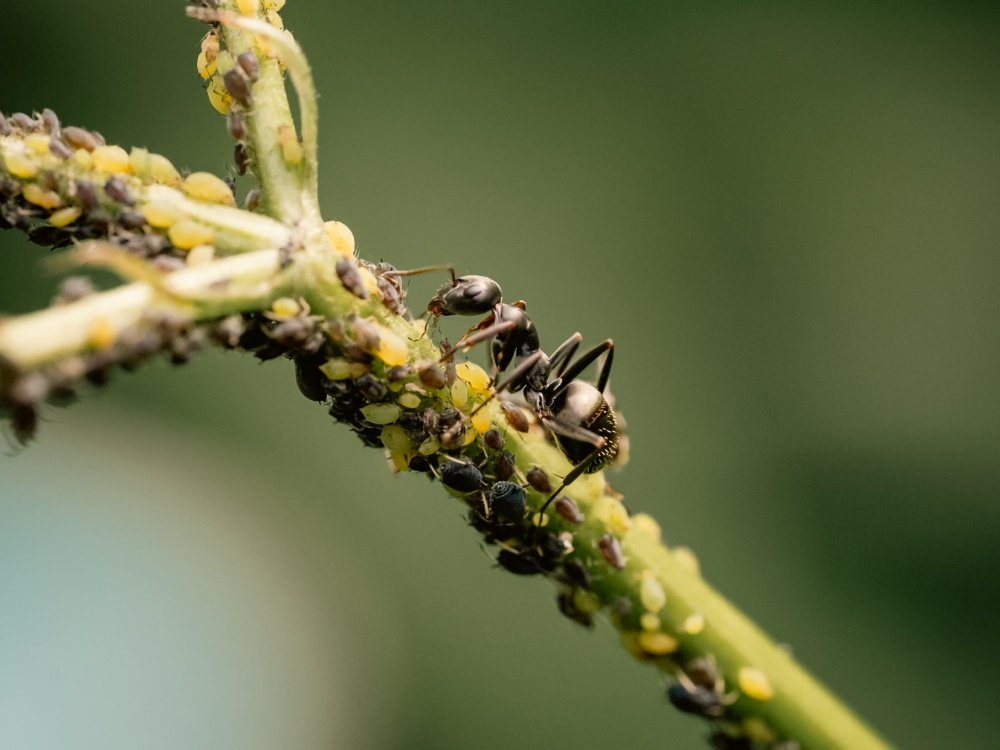 Attract Natural Predators to Your Garden for Easy Pest Control Attract Natural Predators to Your Garden for Easy Pest Control