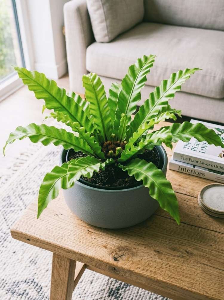 Birds Nest Fern
