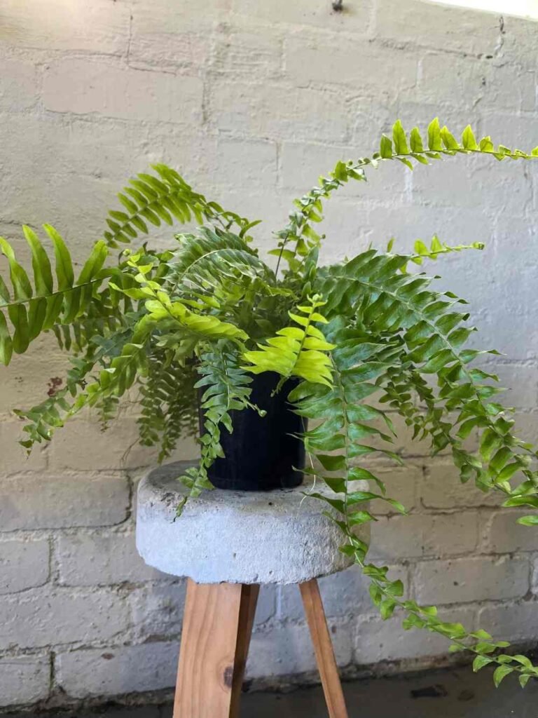 Boston Fern Pests to Watch For