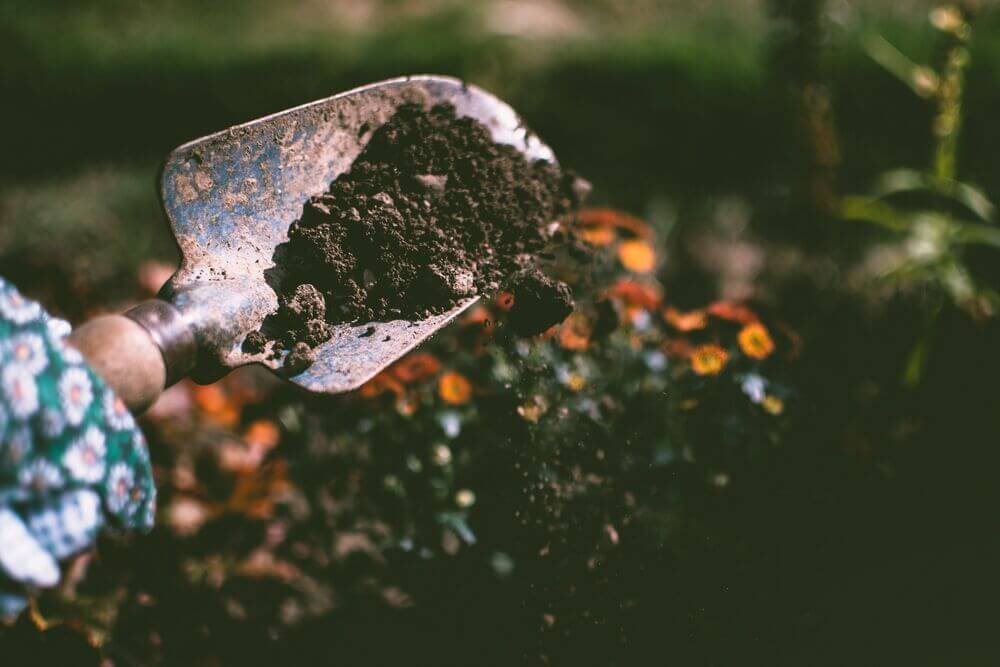 What to Do with Old Garden Soil to Revive Your Plants