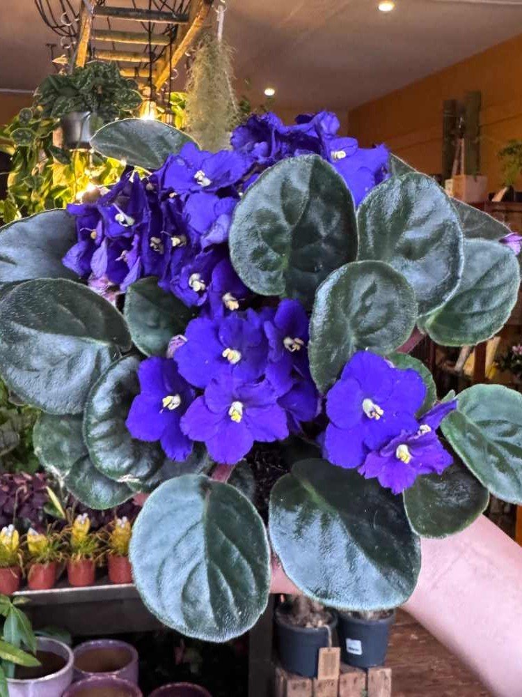 Deadhead African Violets to Keep Them Blooming
