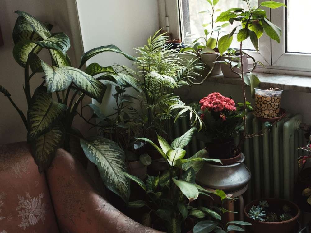 Dieffenbachia vs Peace Lily Care and Comparison Guide Dieffenbachia vs Peace Lily Care