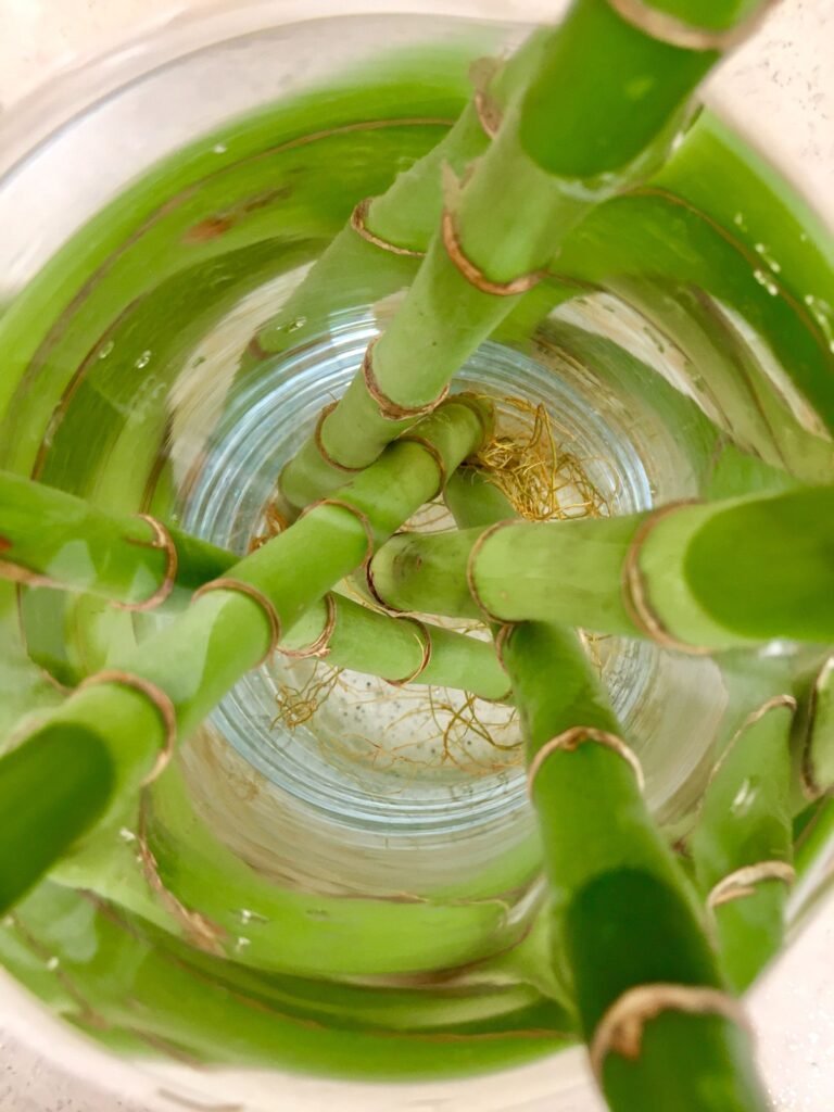 How Fast Does Lucky Bamboo Grow