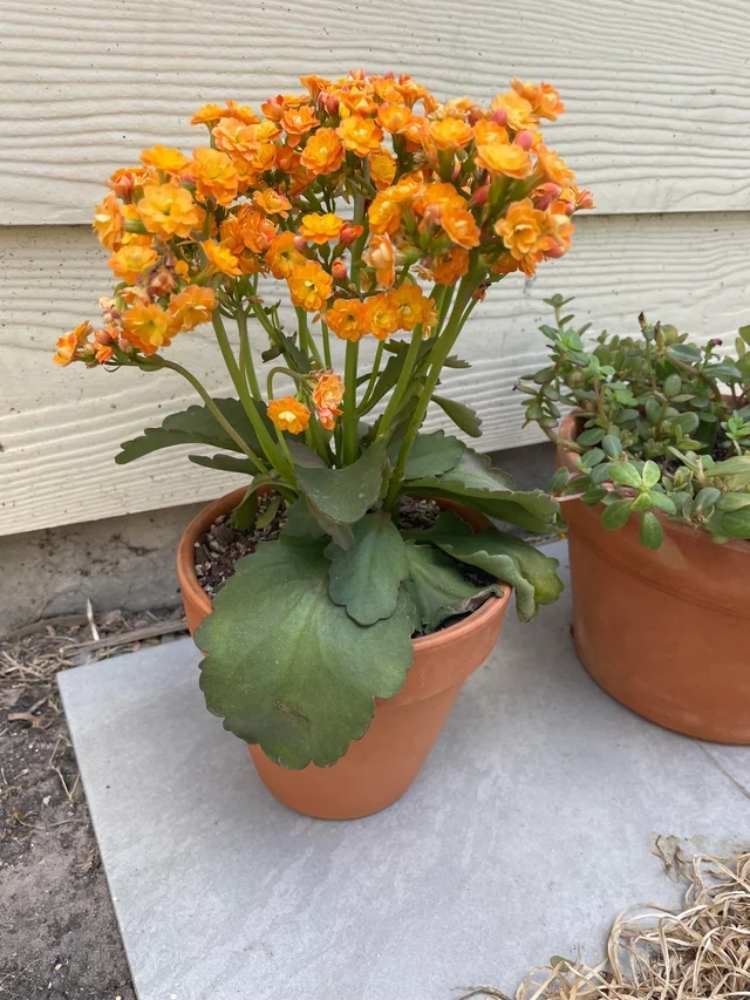 How to Fix a Kalanchoe Growing Too Tall 