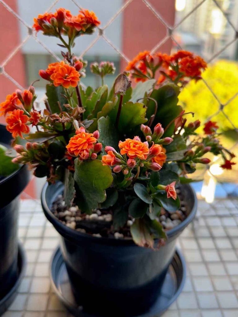 How to Fix a Kalanchoe Growing Too Tall