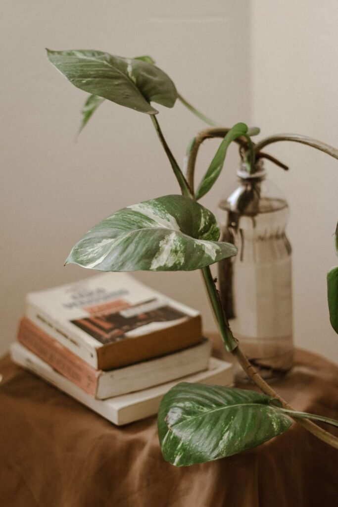 How to Make Pothos Leaves Grow Bigger Indoors