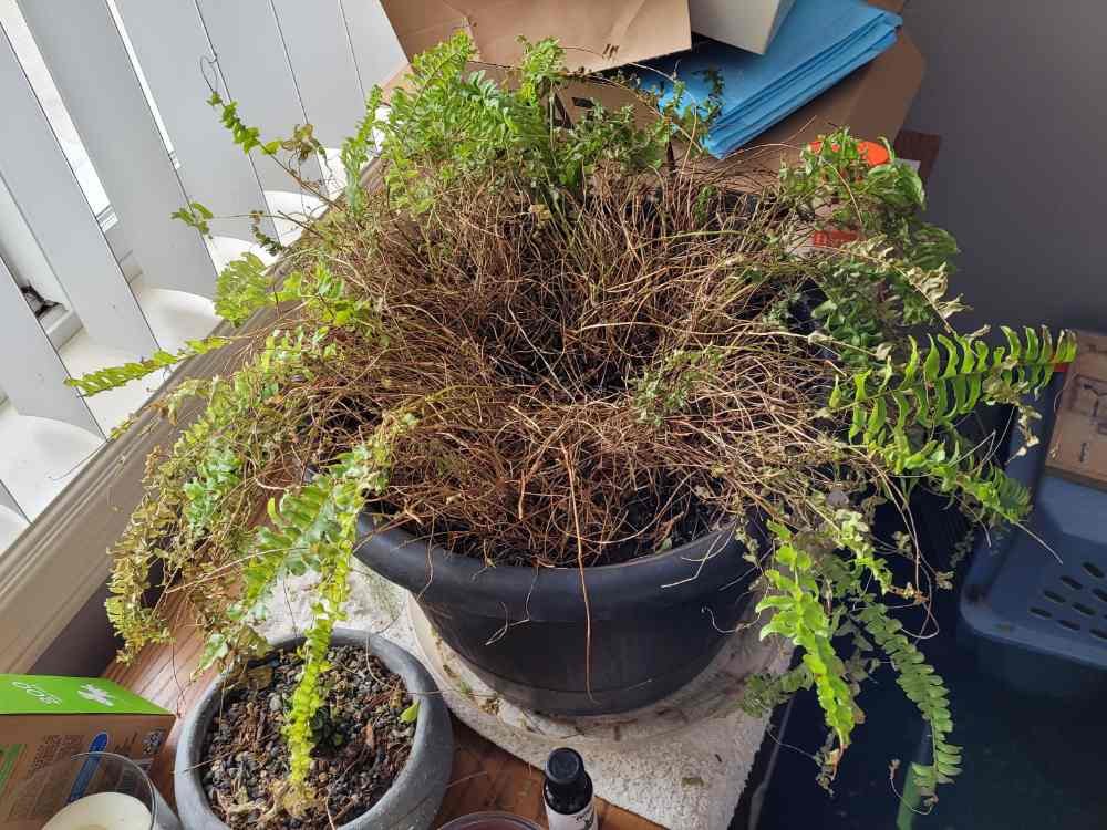 How to Revive a Dying Boston Fern How to Revive a Dying Boston Fern