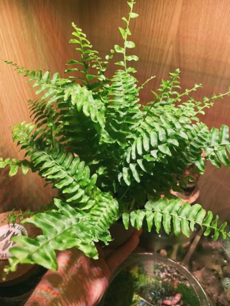 How to Revive a Dying Boston Fern
