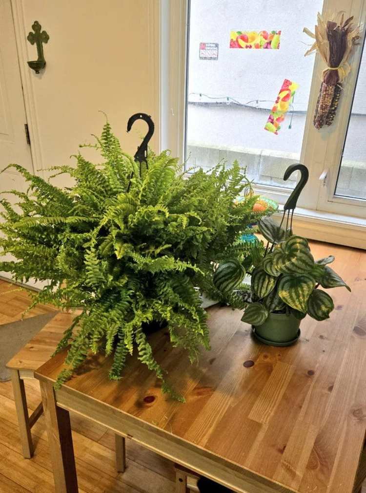How to Revive a Dying Boston Fern