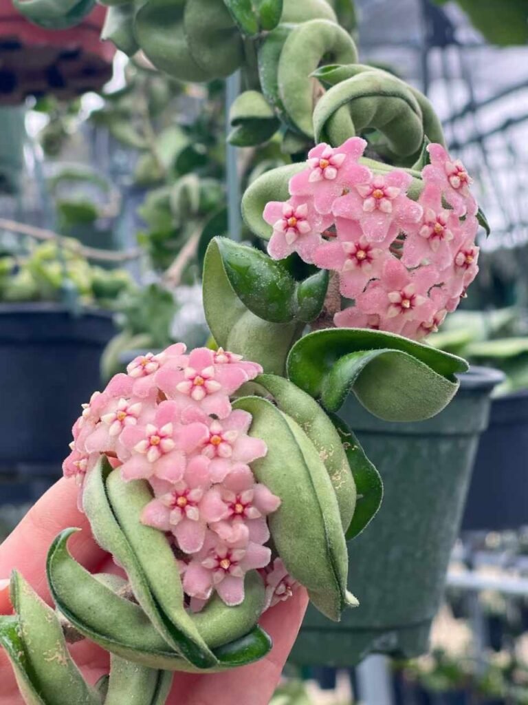 Hoya Plants So Expensive