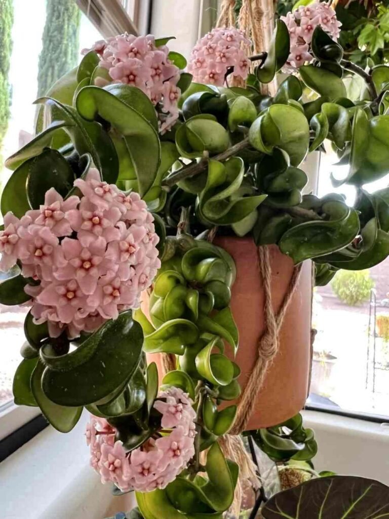 Hoya Plants So Expensive and Are They Worth It