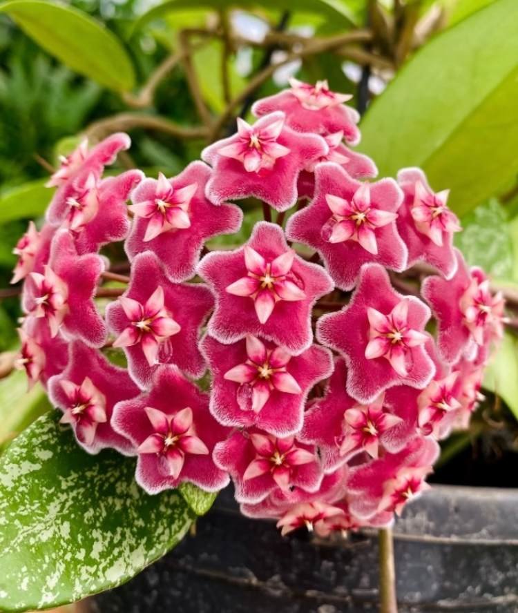 Hoya Plants So Expensive and Are They Worth It