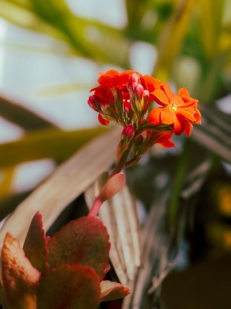 Kalanchoe and Calandiva Plant Differences and Care