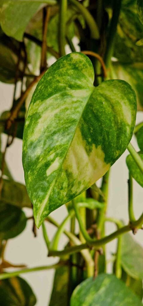 Make Pothos Leaves Grow Bigger Indoors