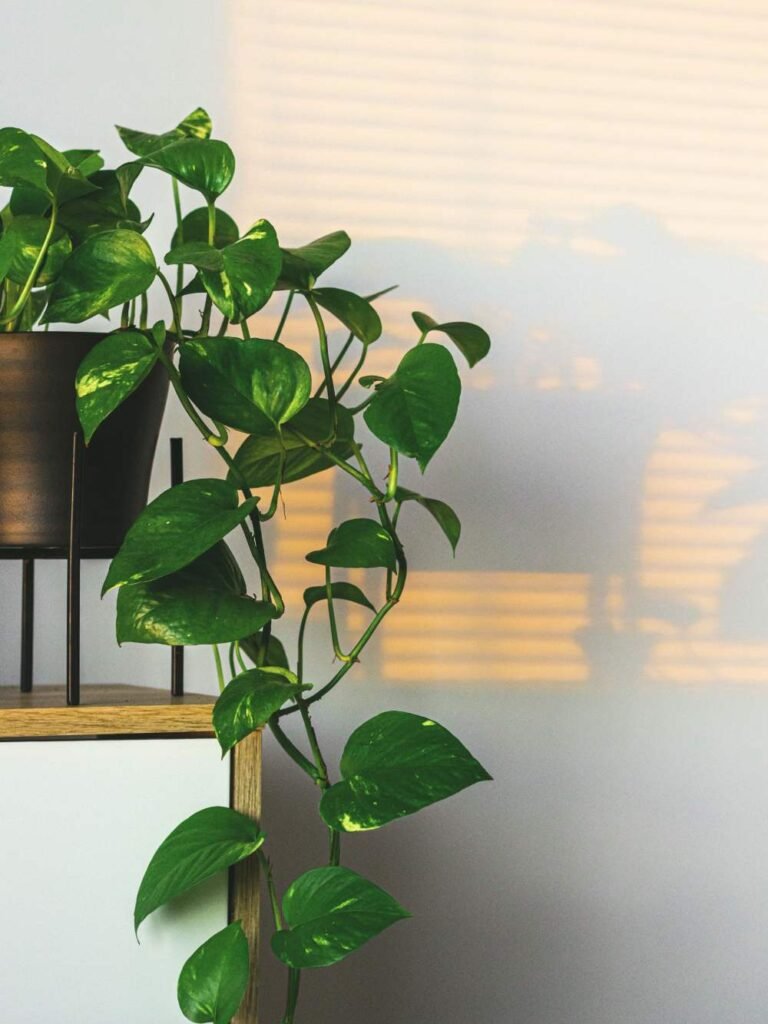 What to Do with Aerial Roots on Pothos Plants