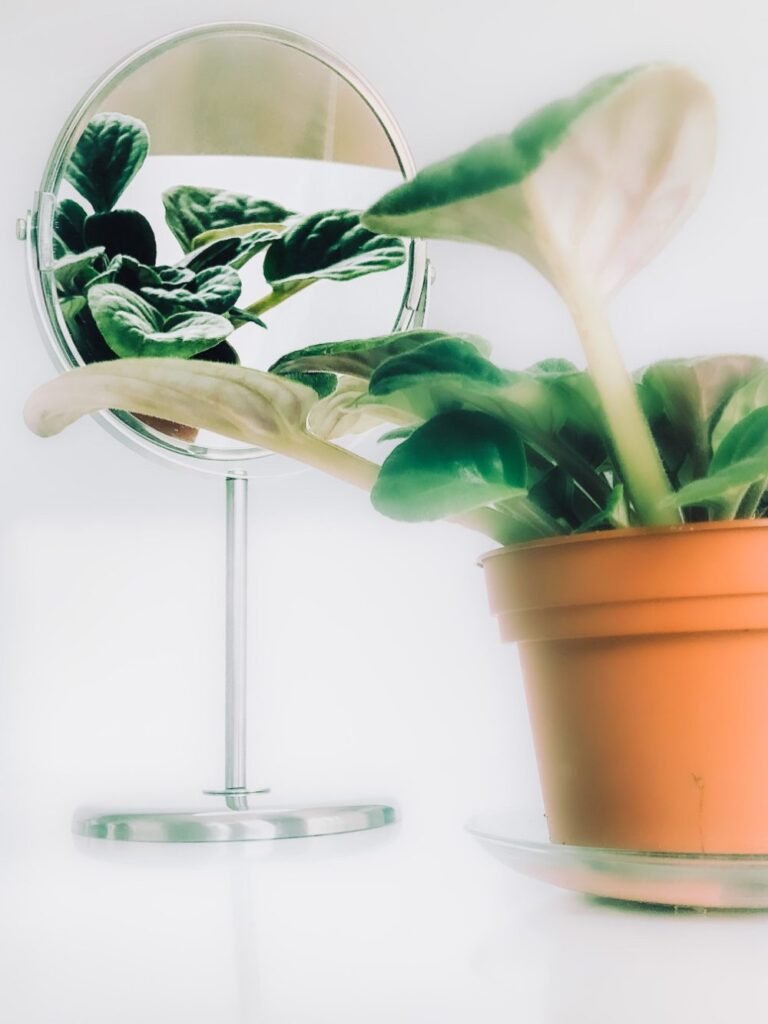 Why African Violets Stop Blooming