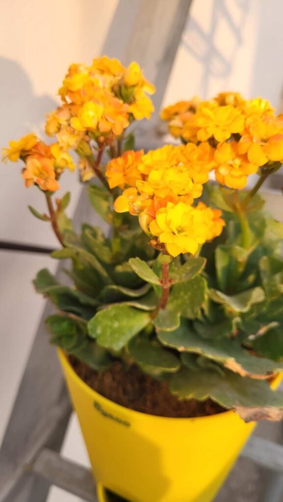 Why Are My Kalanchoe Leaves Curling