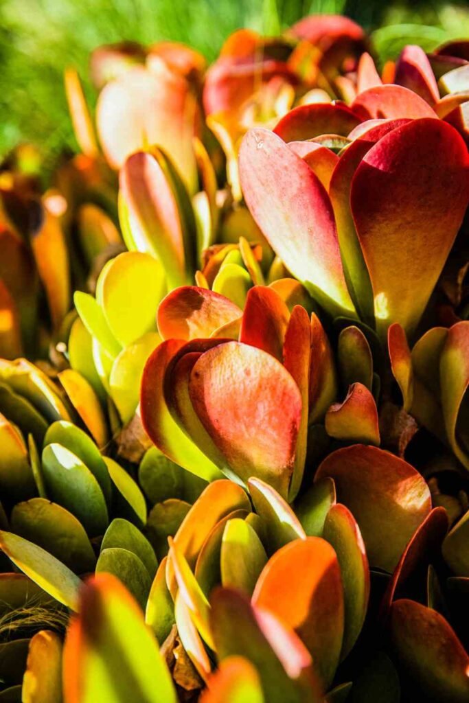 Why Kalanchoe Leaves Turn Red