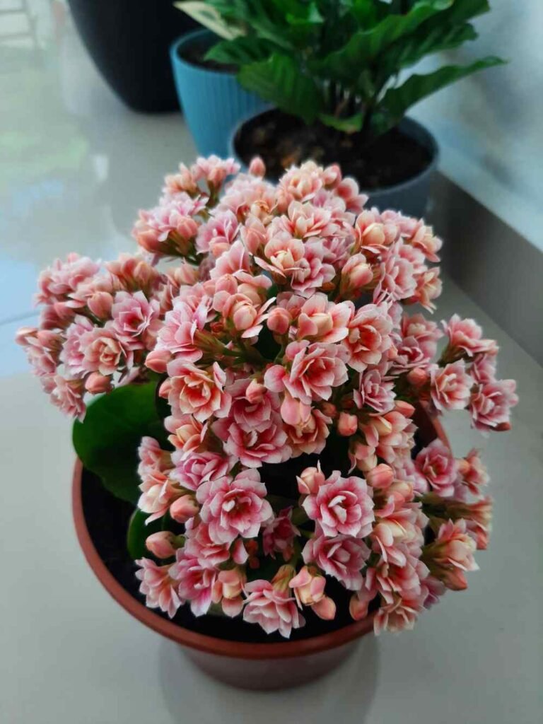 Why Kalanchoe Leaves Turn Red