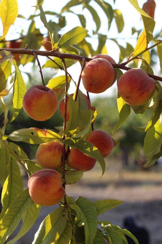 Why Peach Tree Leaves Turn Red