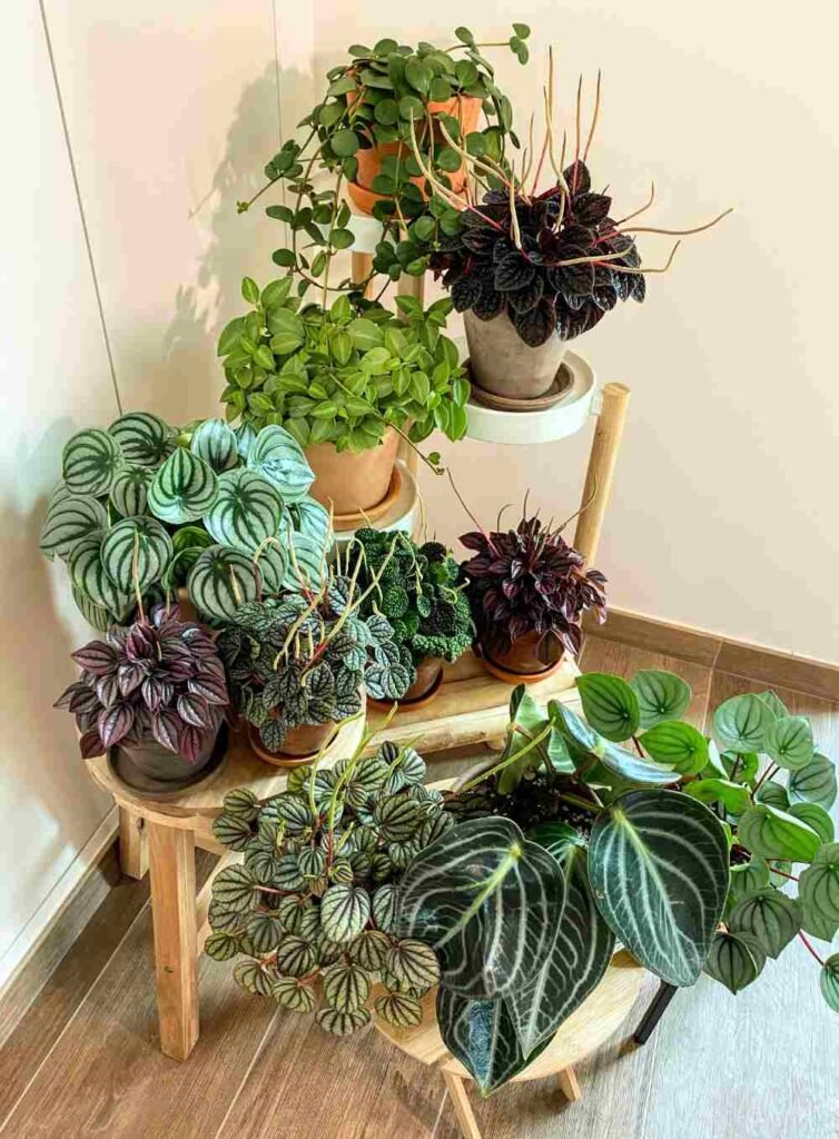 Why Peperomia Leaves Fall Off and How to Fix It