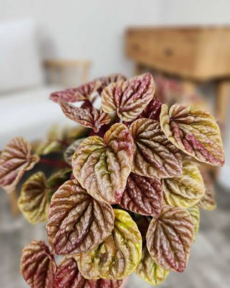 Why Peperomia Leaves Fall Off and How to Fix It